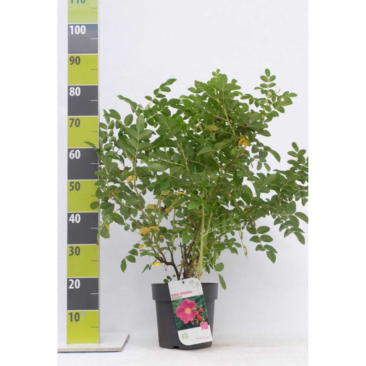 Rugosaros – Rosa rugosa 'Rubra' - C4,6 40-60 CM